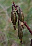 Dipodium roseum Rosy Hyacinth-orchid (Seed pods)